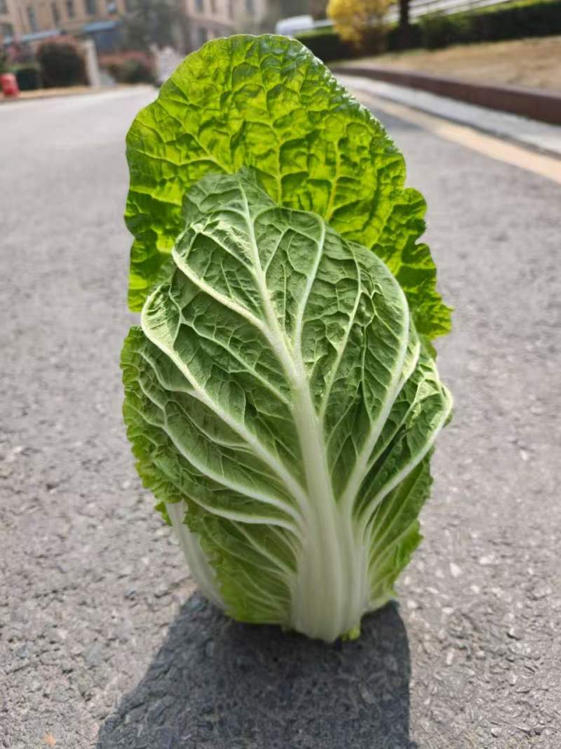 精品黄心大白菜已大量上市