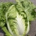 精品黄心大白菜已大量上市