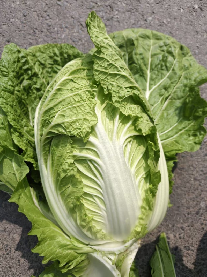 精品黄心大白菜已大量上市