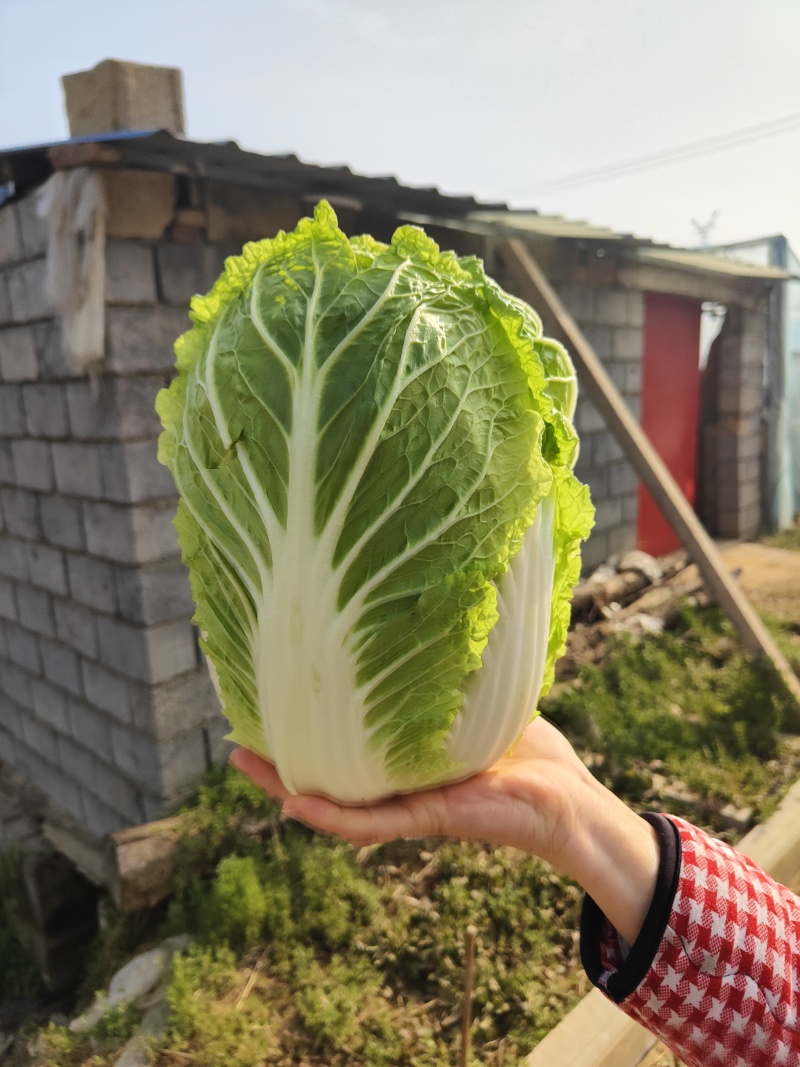 精品黄心大白菜已大量上市