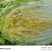 精品黄心大白菜已大量上市