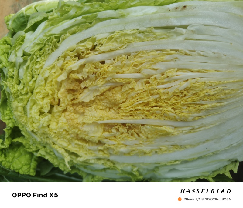 精品黄心大白菜已大量上市