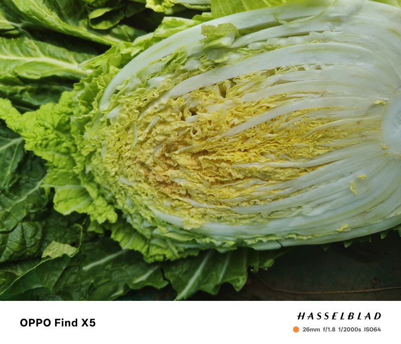 精品黄心大白菜已大量上市