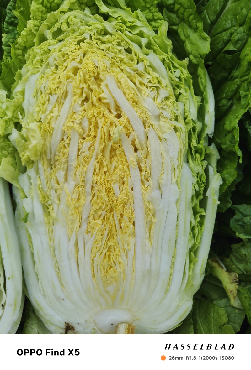 精品黄心大白菜已大量上市