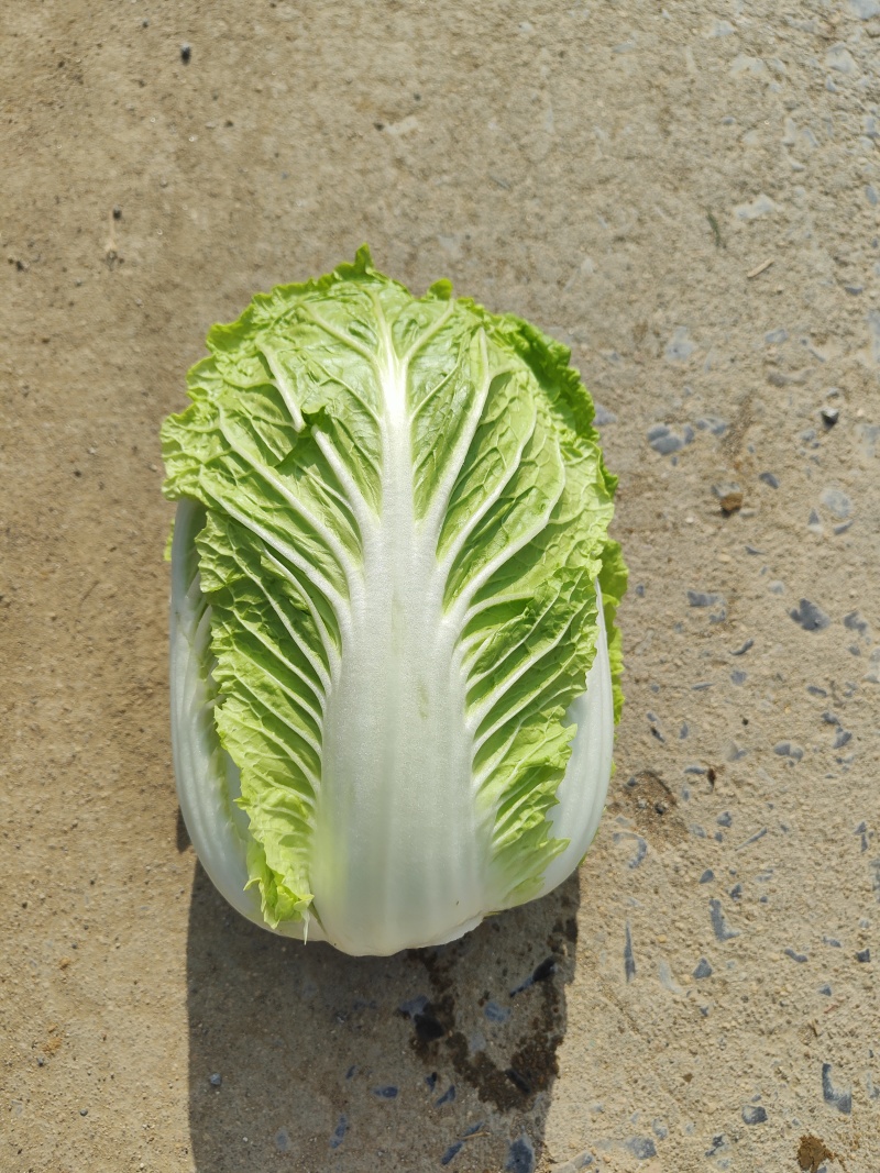 精品黄心大白菜已大量上市