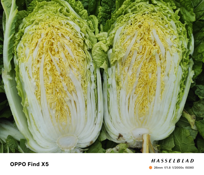 精品黄心大白菜已大量上市