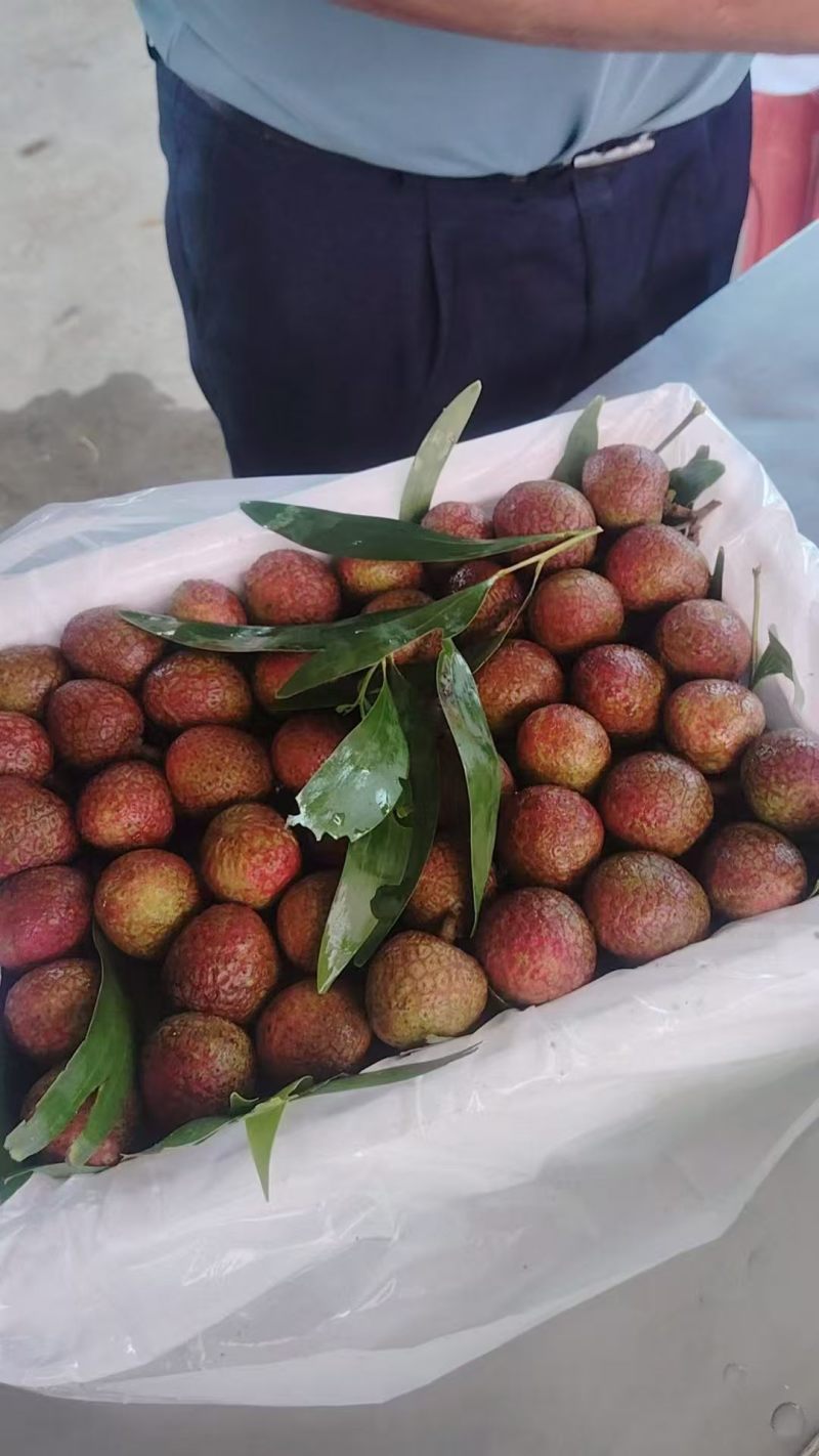 桂花香荔枝