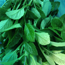 白凤菜又名片仔癀菜，是一种药食同源的蔬菜，清热养肝。