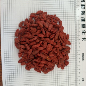 宁夏红枸杞规格齐全颗粒饱满天热不粘一手货源