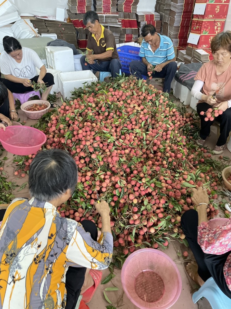 广东高州白糖罂荔枝，产地批发，电商合作一件代发