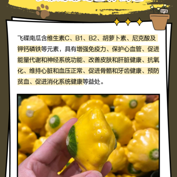 飞碟南瓜