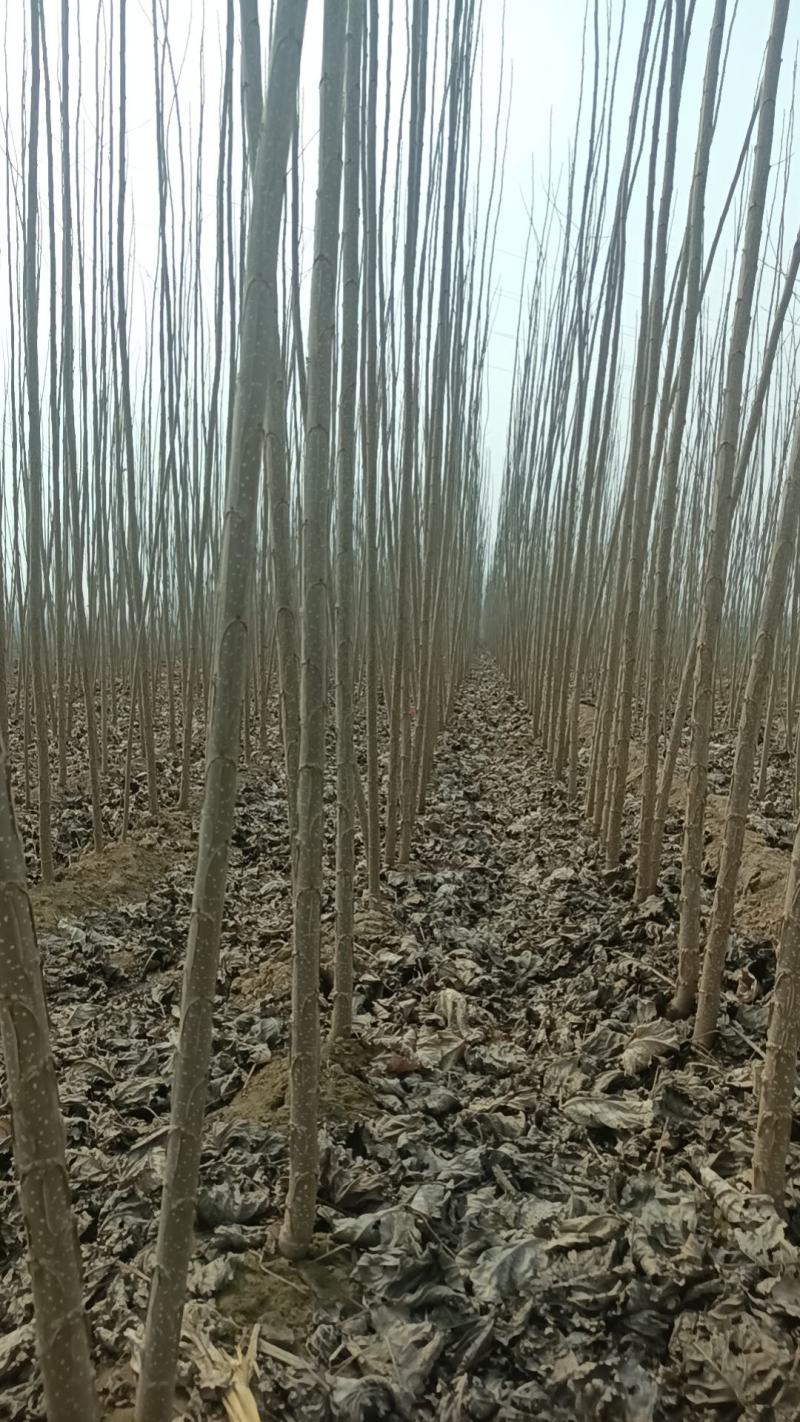速生杨杨树苗大量供应，地头装车，无病无菌。