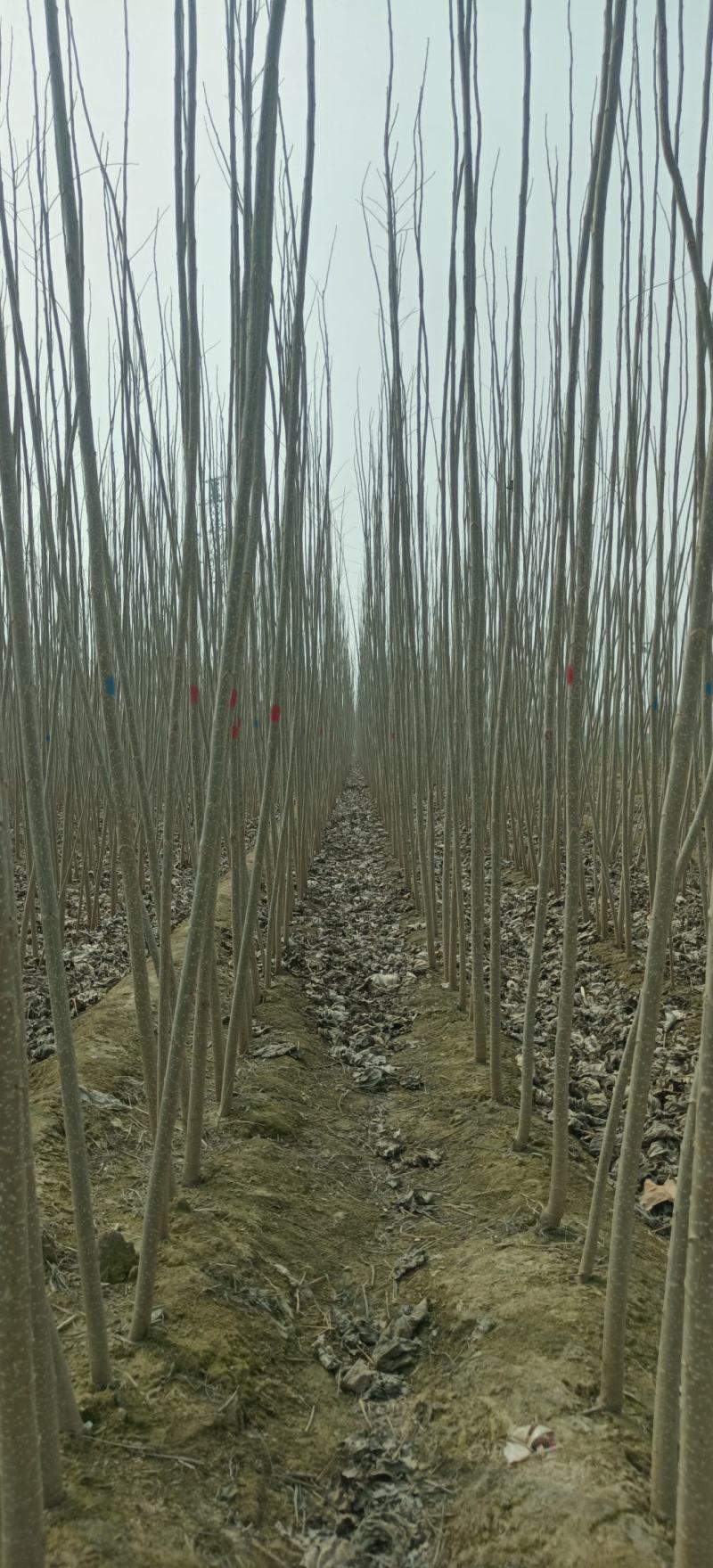 速生杨杨树苗大量供应，地头装车，无病无菌。