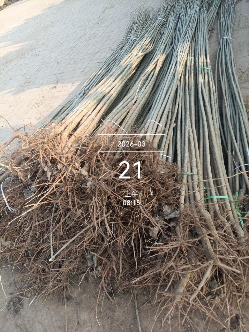 速生杨杨树苗大量供应，地头装车，无病无菌。