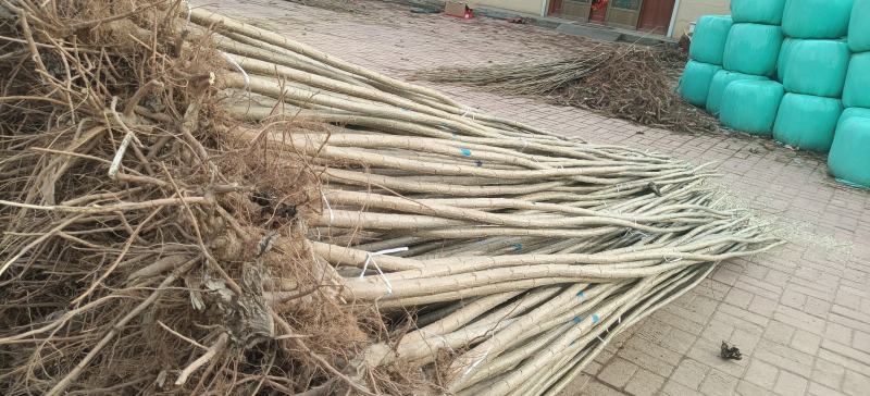 速生杨杨树苗大量供应，地头装车，无病无菌。