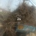 速生杨杨树苗大量供应，地头装车，无病无菌。