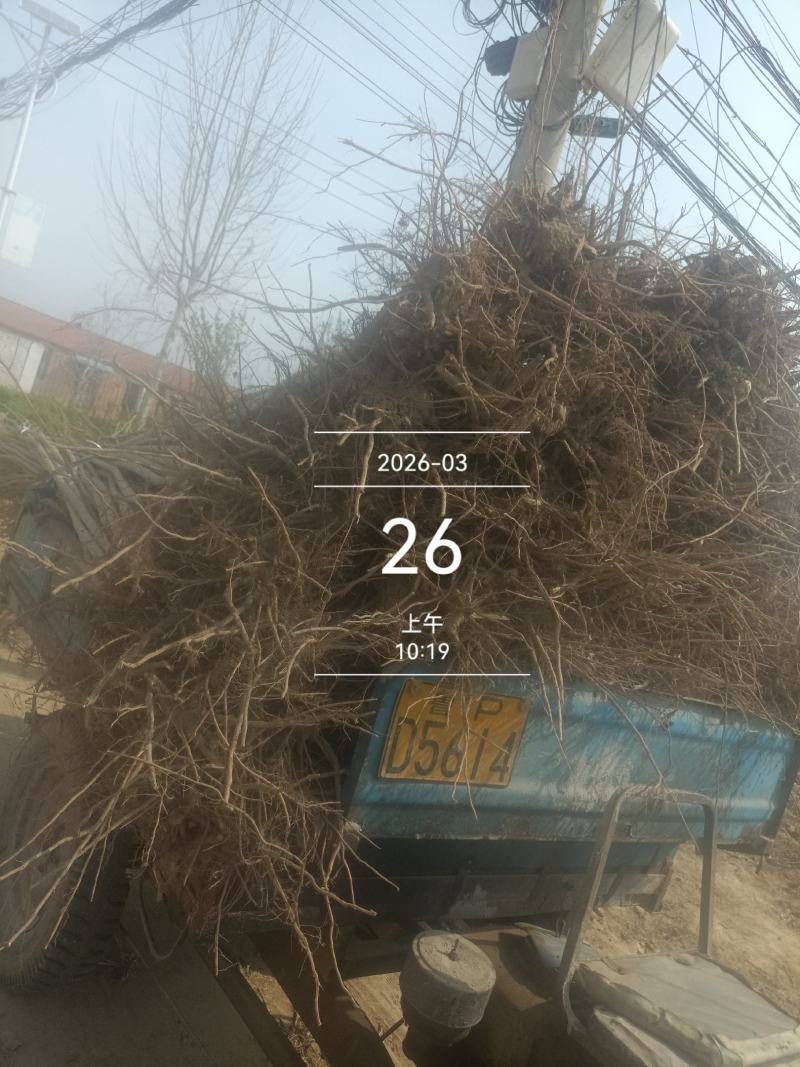 速生杨杨树苗大量供应，地头装车，无病无菌。