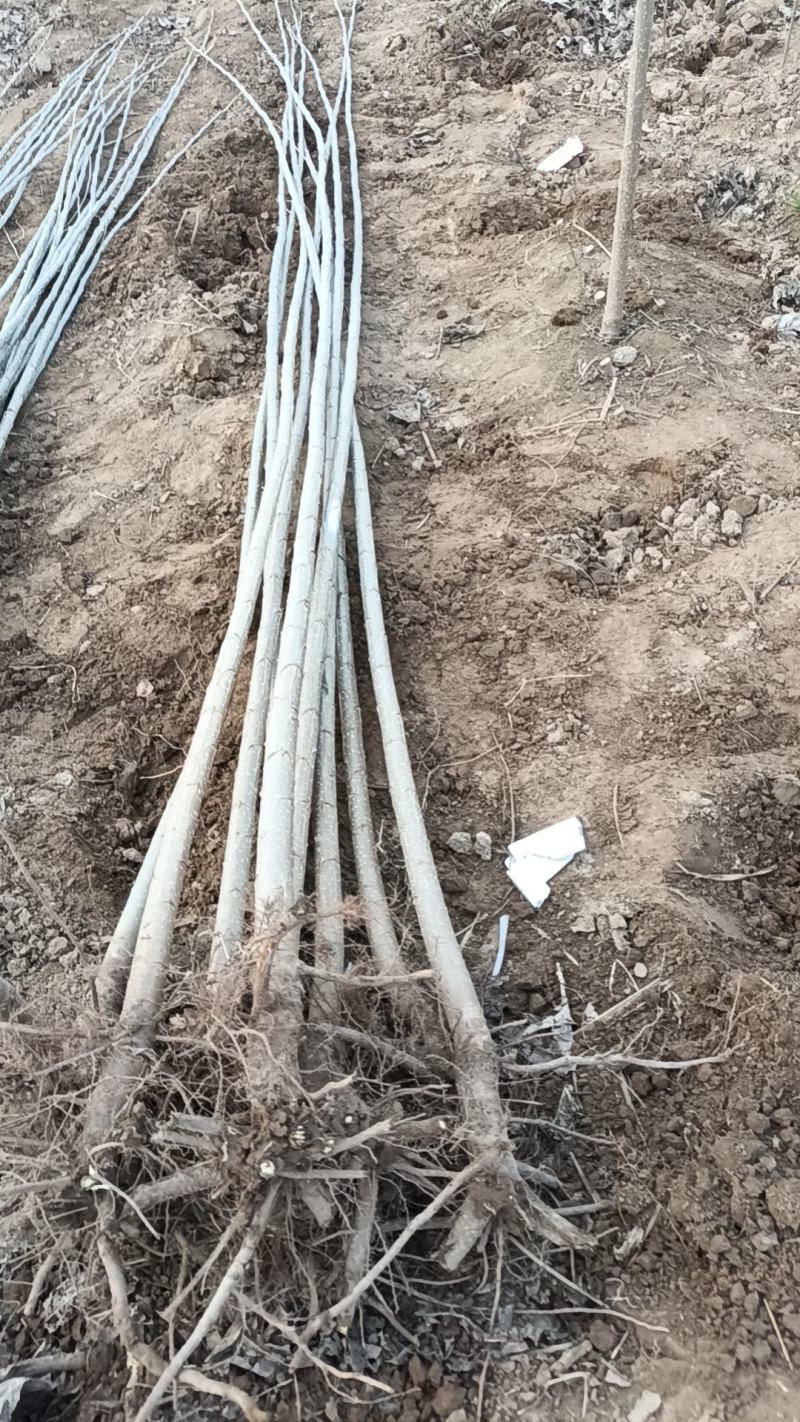 速生杨杨树苗大量供应，地头装车，无病无菌。