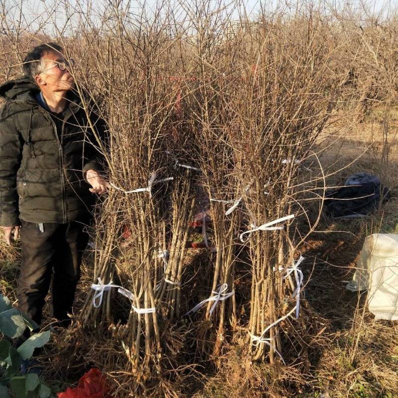 临潼《骊山红》优质品种现挖现发南北方皆可种植