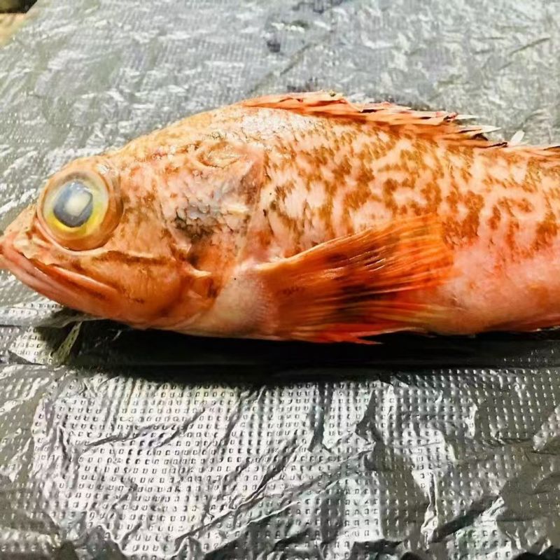 虎头红石斑鱼，可供全国各地的高端餐饮连锁店商超电商日料店