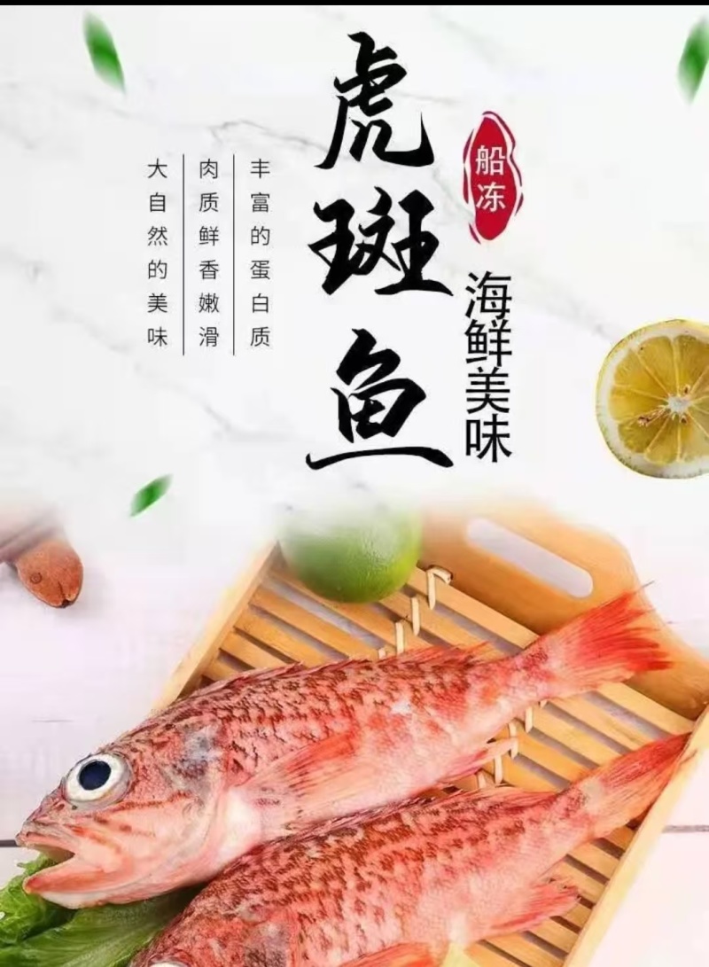 虎头红石斑鱼，可供全国各地的高端餐饮连锁店商超电商日料店