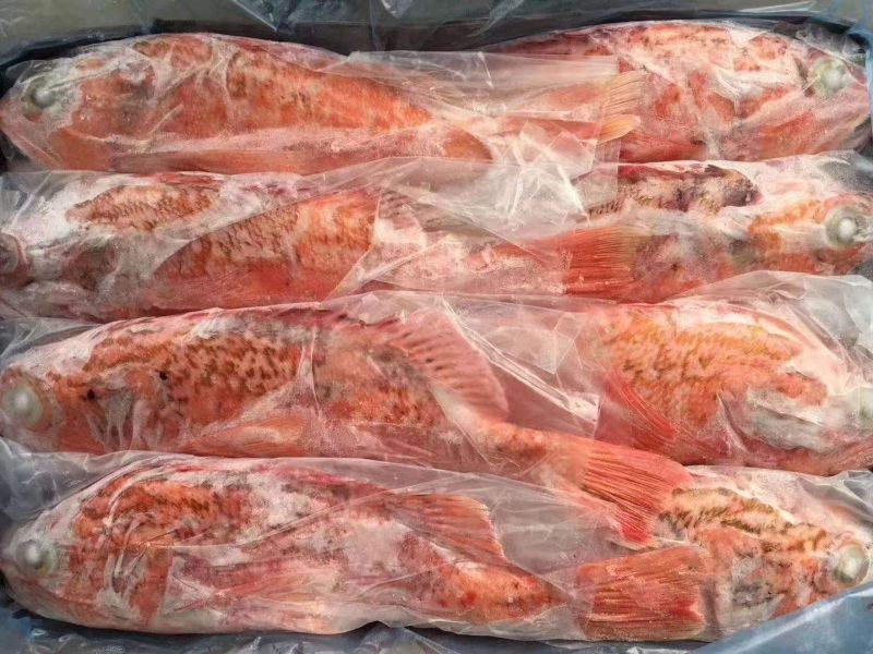 虎头红石斑鱼，可供全国各地的高端餐饮连锁店商超电商日料店
