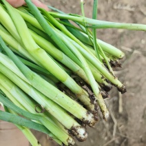 精品头茬韭菜大量现货。