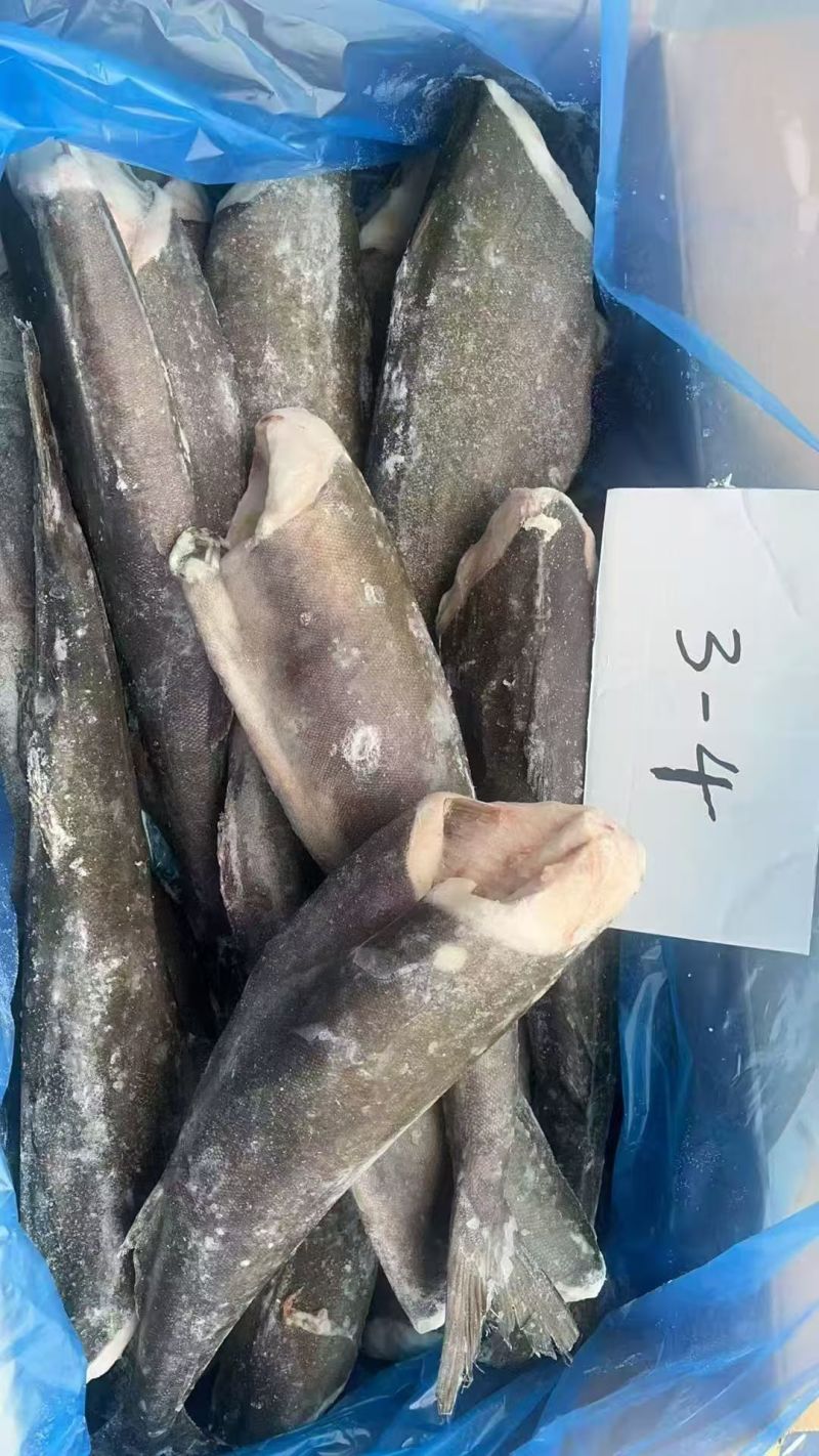 美国黑鳕鱼，煎烤都可以，对接全国各地高端餐饮市场的老板前