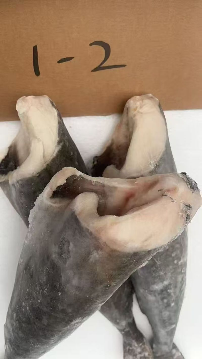 美国黑鳕鱼，煎烤都可以，对接全国各地高端餐饮市场的老板前