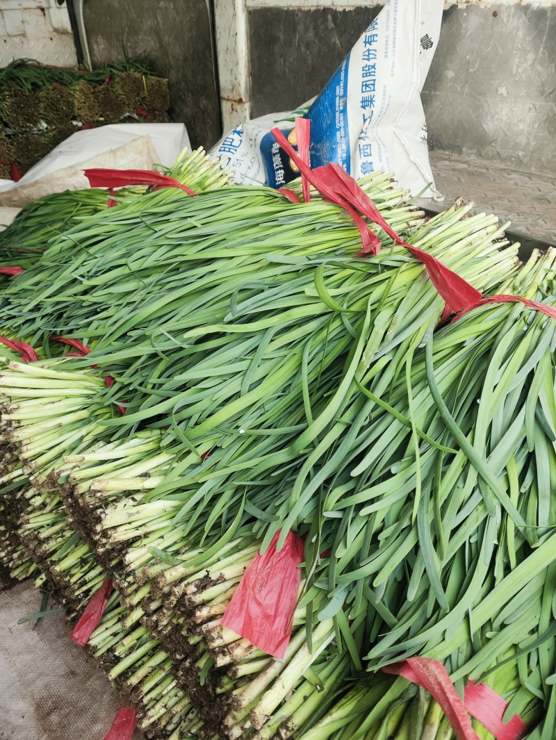 精品头刀韭菜