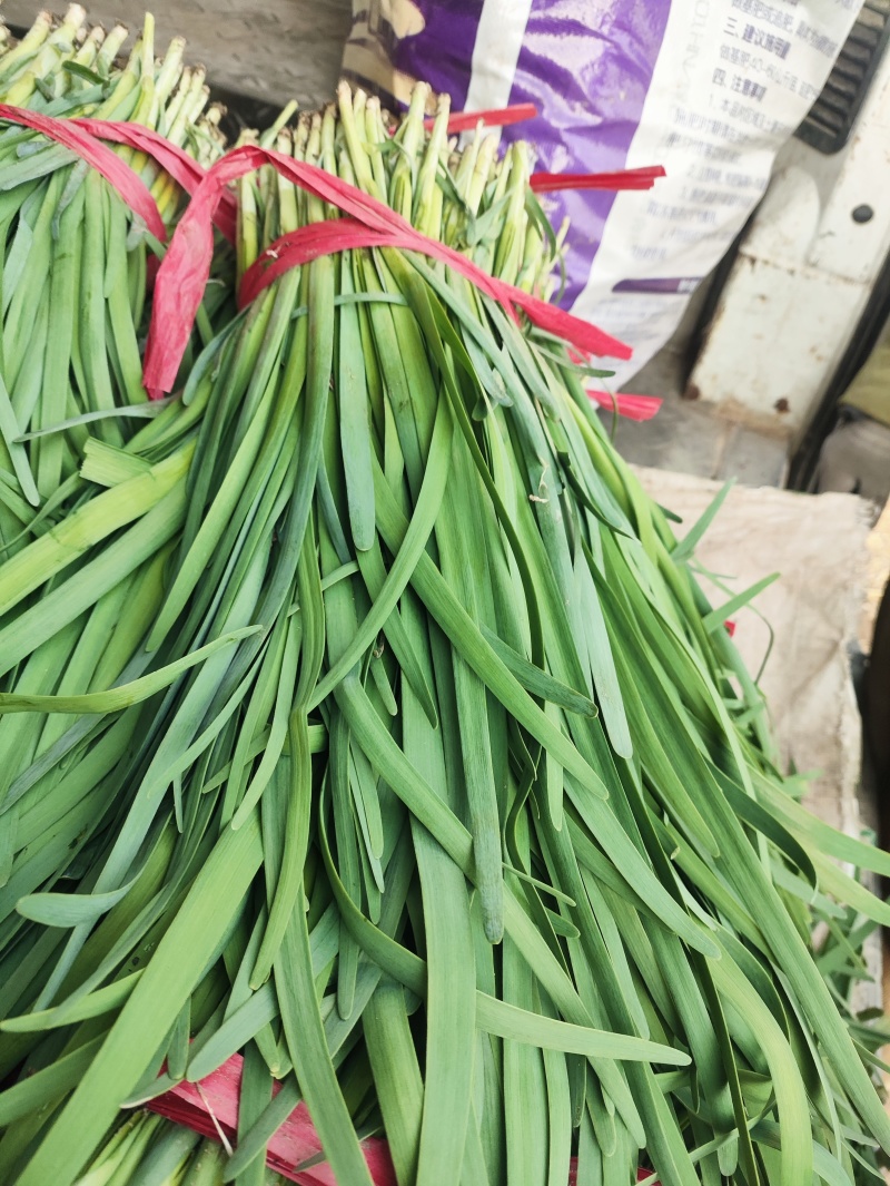 精品头刀韭菜