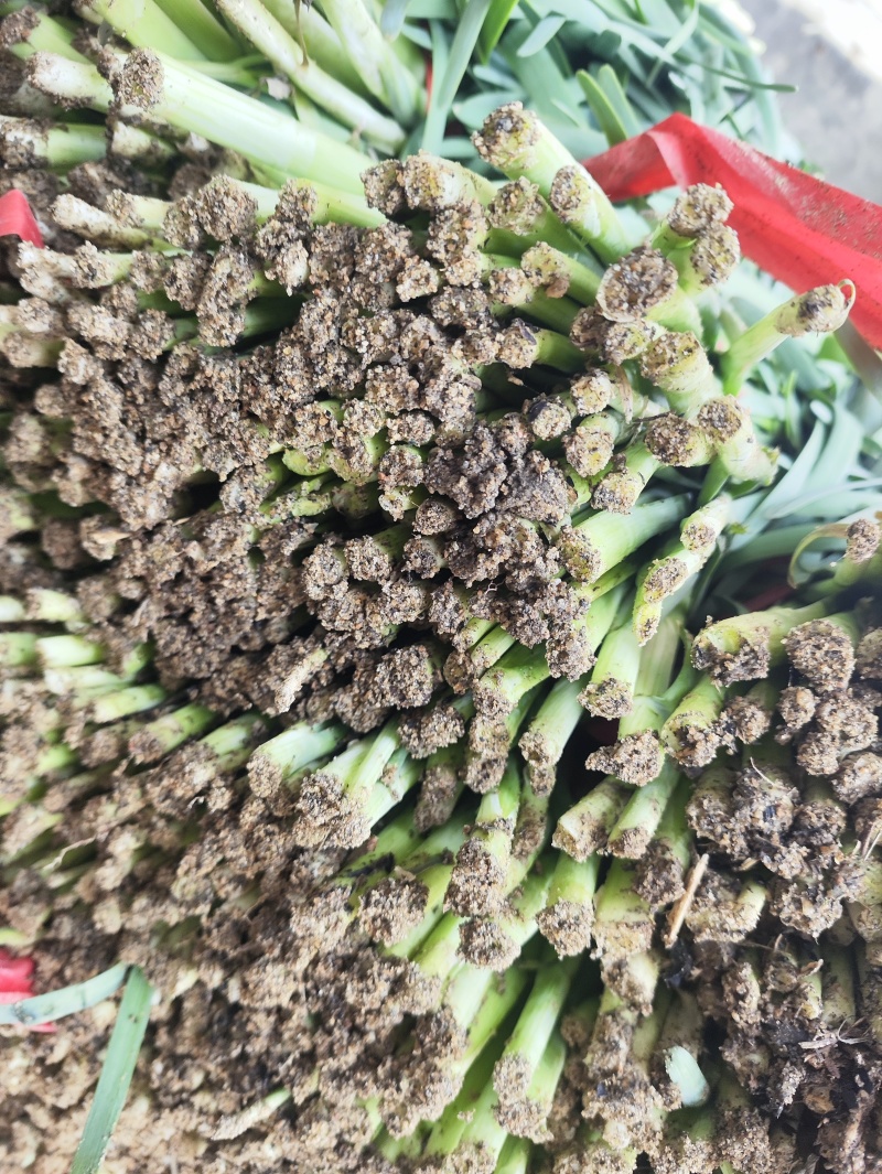 精品头刀韭菜