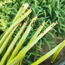 精品头刀韭菜