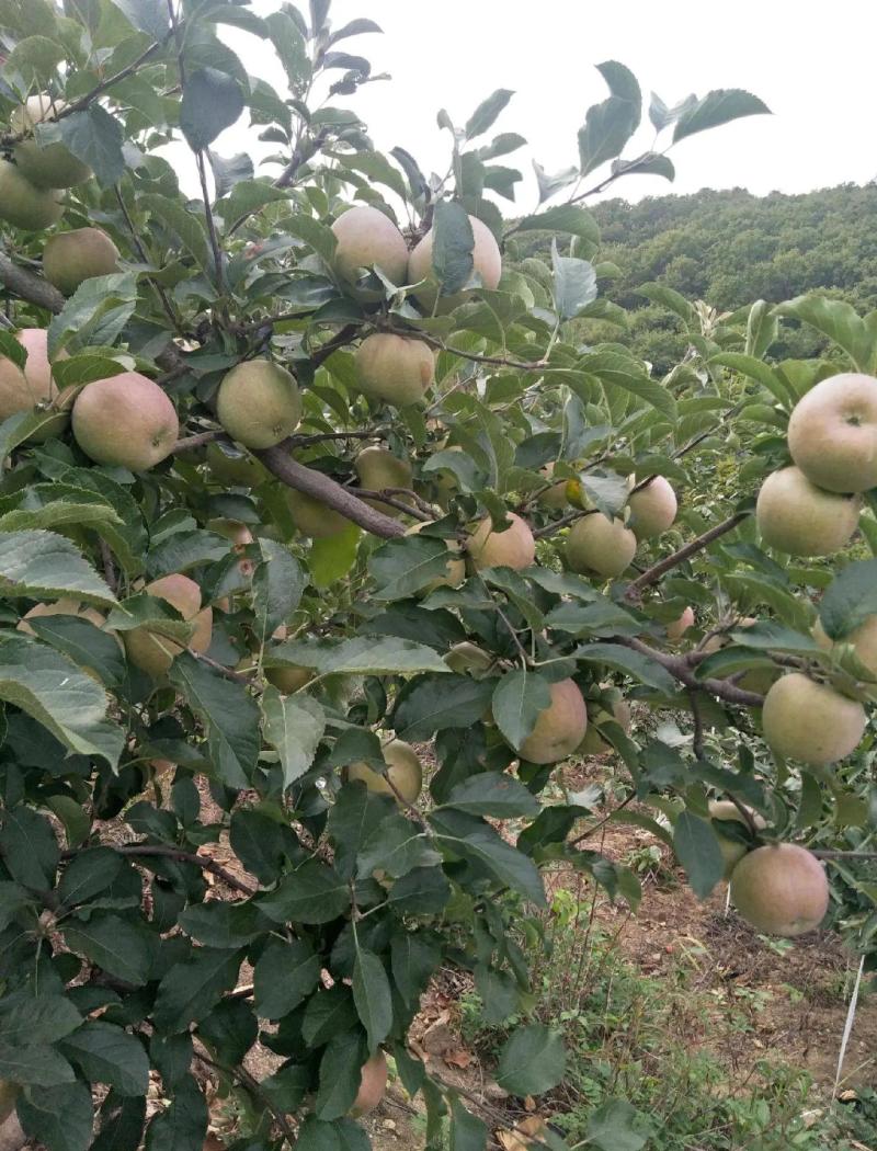 老国光苹果苗一年苗
