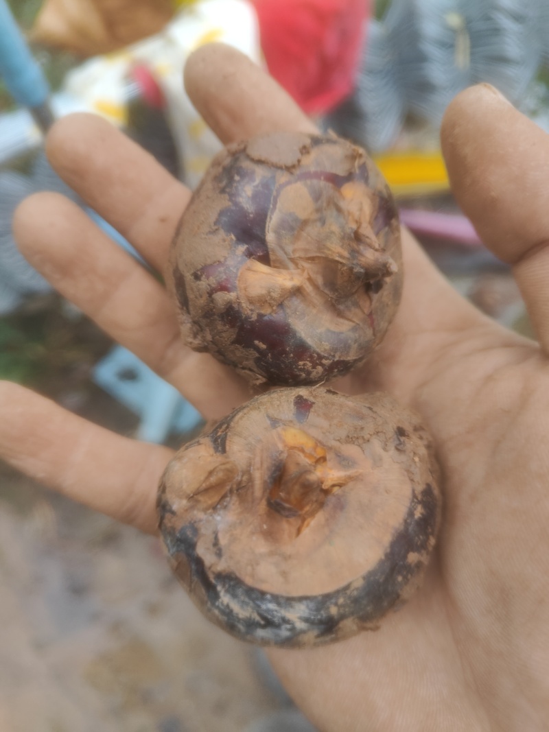 自家种的广西马蹄通货（13-16个头）