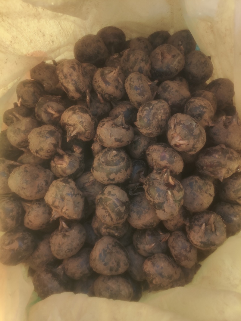 自家种的广西马蹄通货（13-16个头）
