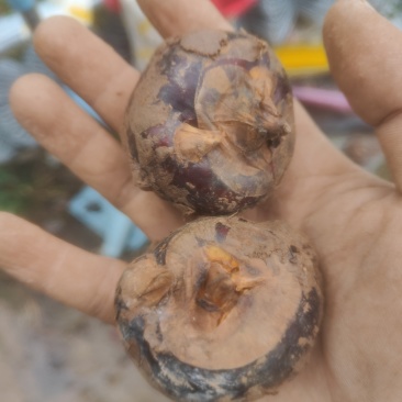个人自种广西马蹄（13-16个头一斤）