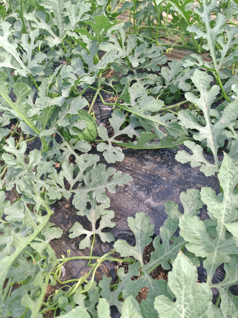 【尝鲜】江苏特小凤产地直发头茬刚刚上市，今年挣钱正当时！