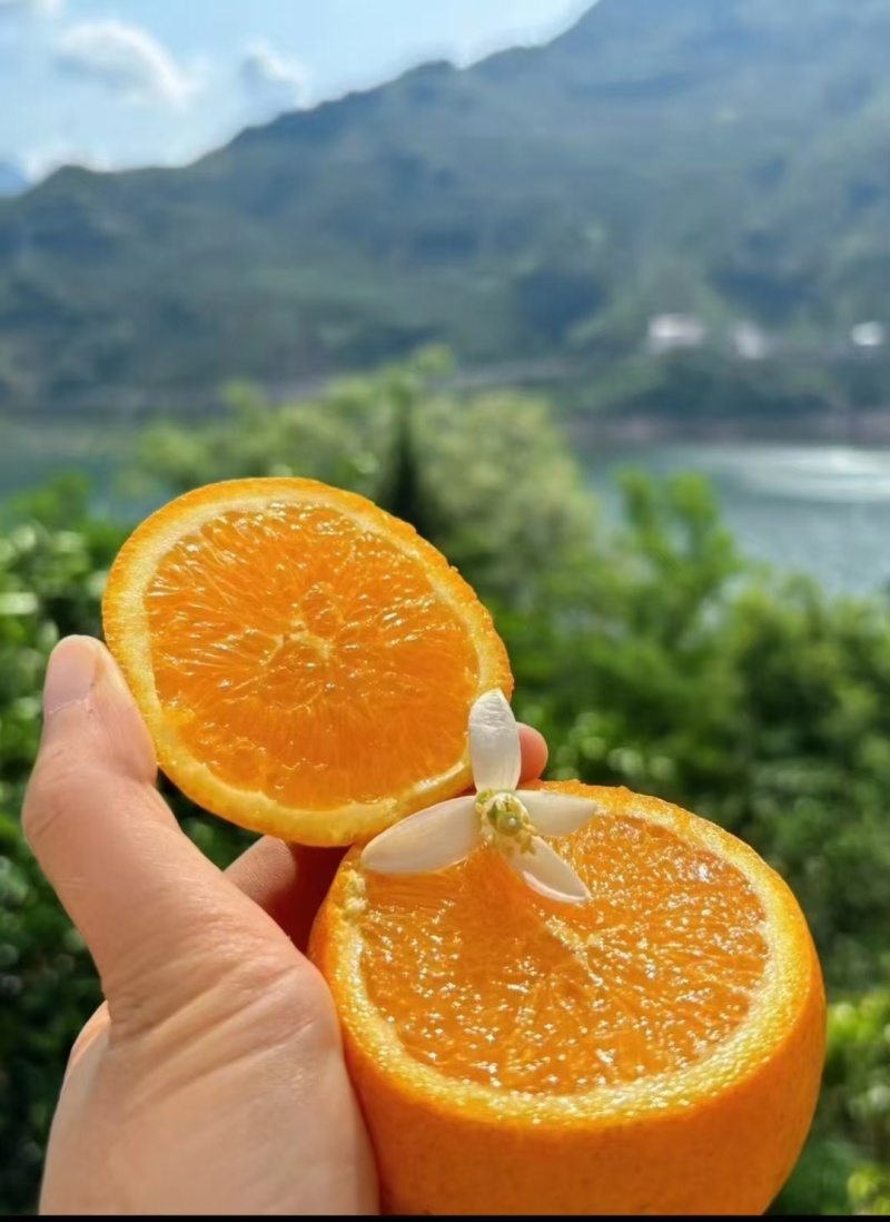 秭归伦晚甜橙