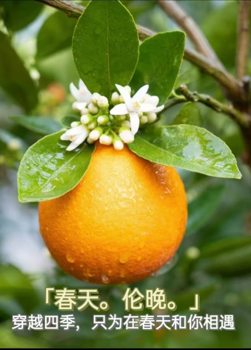 秭归伦晚甜橙