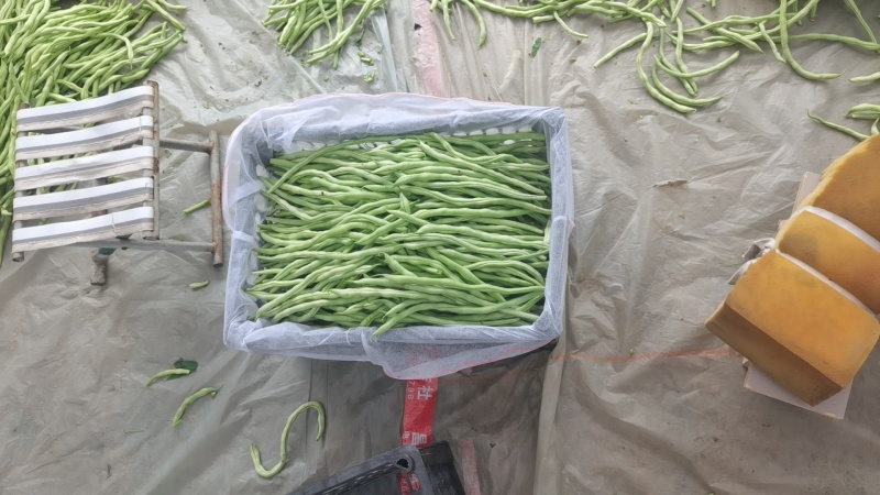 无丝豆豆王！
