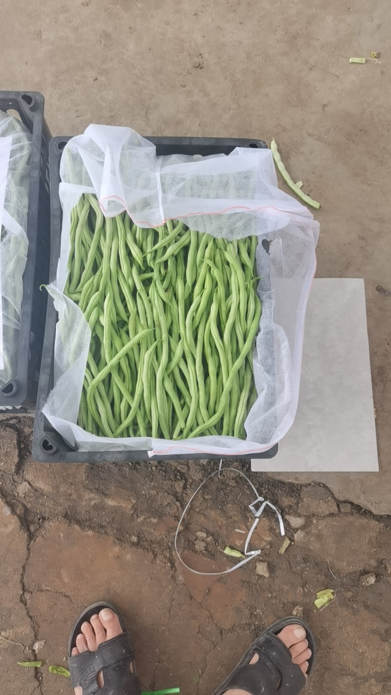 无丝豆豆王！