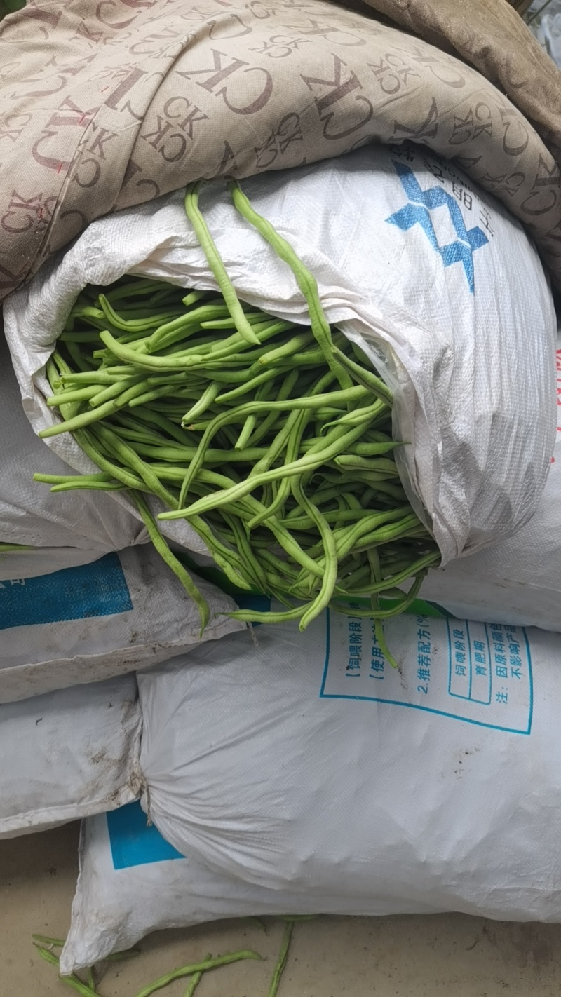 无丝豆豆王！