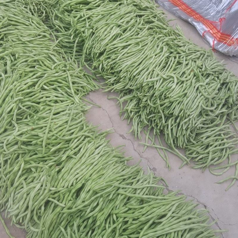 架豆王！