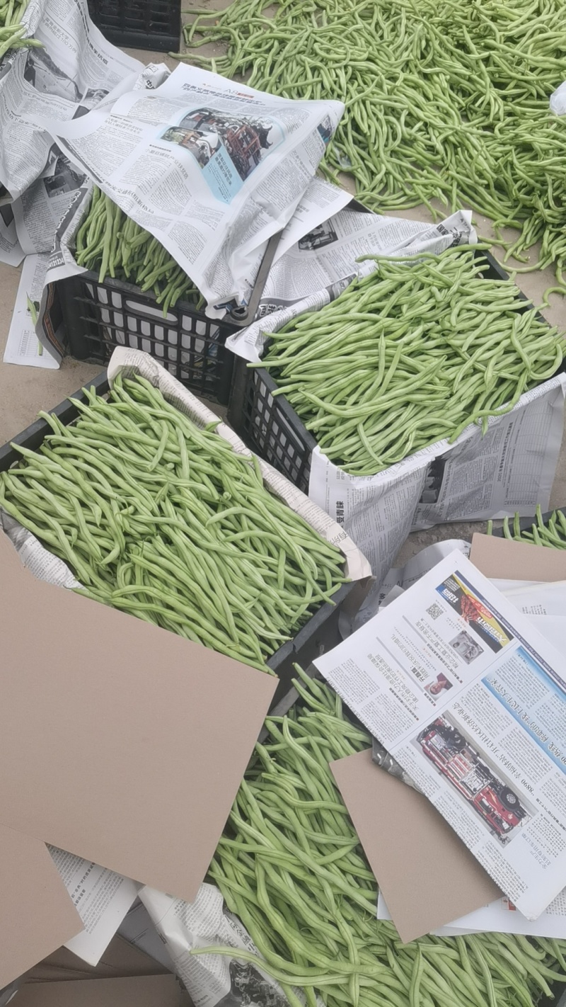 架豆王！