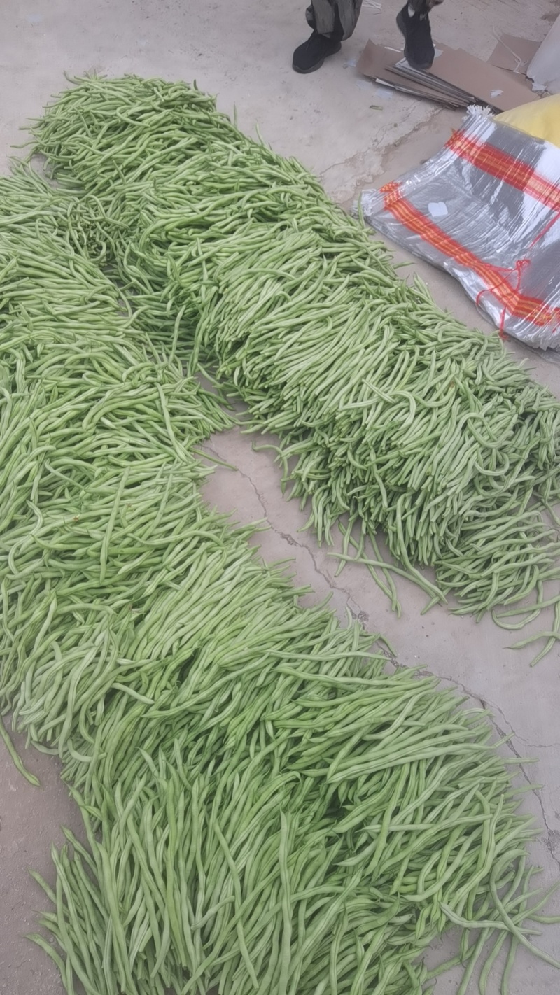 架豆王！
