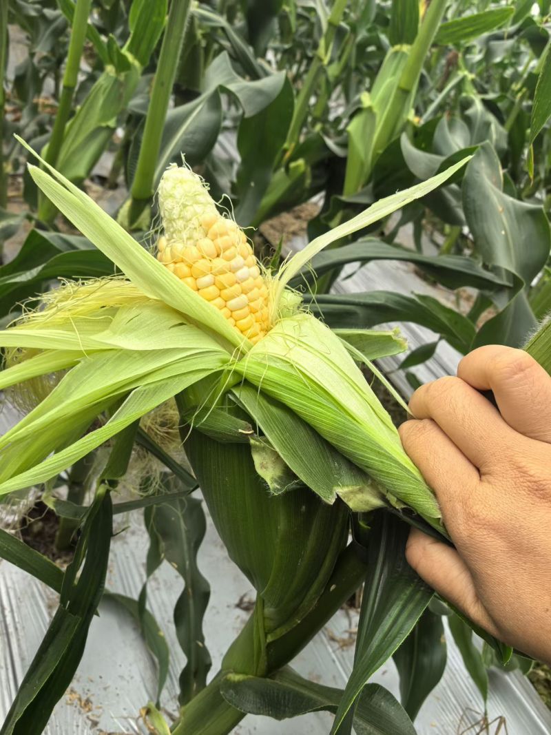 水果玉米太阳花玉米