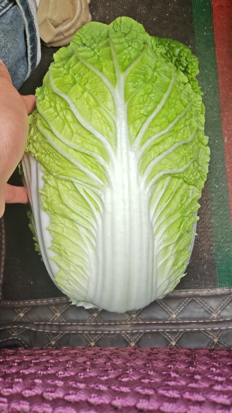 黄心大白菜好菜456无苔无花没烧心