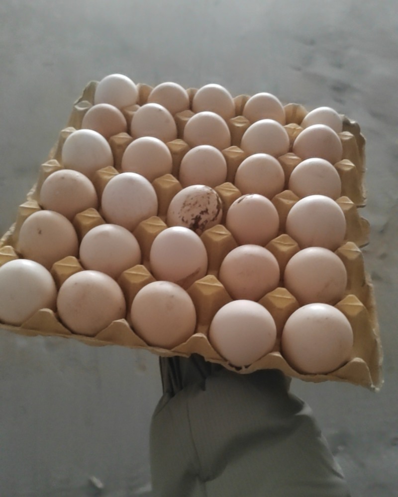 鸡蛋