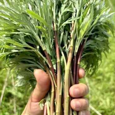 野生藜蒿